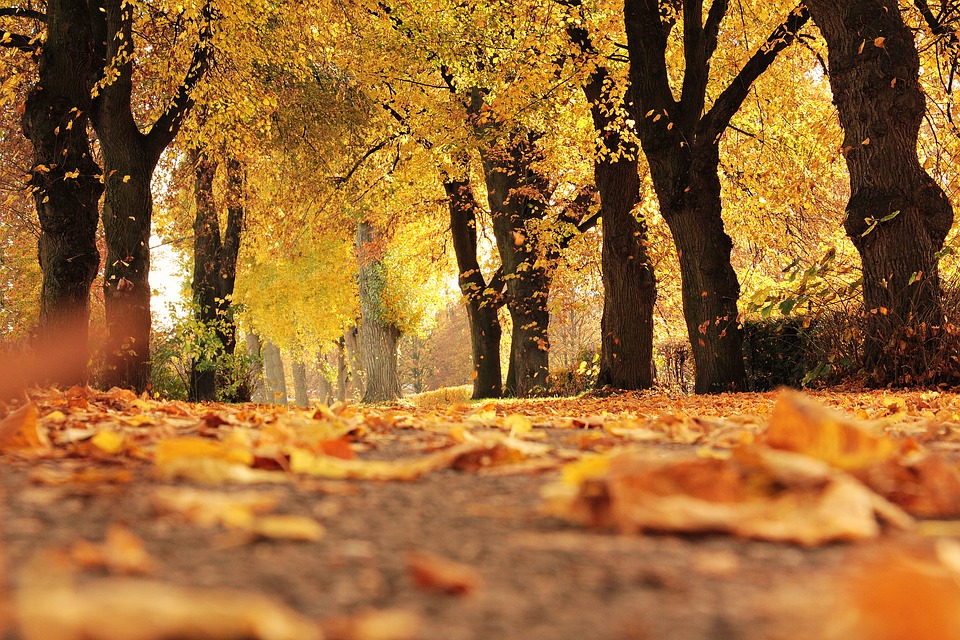 otoño