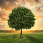 Jornada de Oración por el Cuidado de la Creación: “Esperanzar y actuar con la creación”